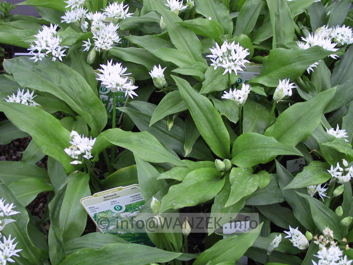 Allium ursinum - Baerlauch.JPG